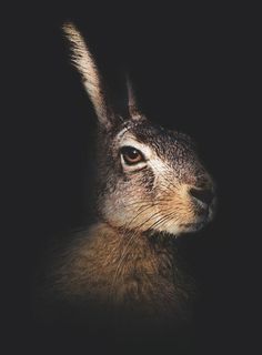 YIMMY'S YAYO™ #photo #rabbit #hare