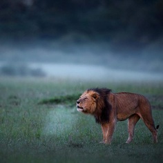 Wildlife Action Photography by Varun Aditya
