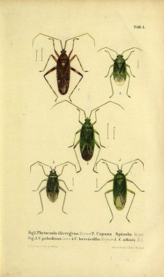 Biodiversity Heritage Library | Flickr Photo Sharing! #biology #insects #anatomy #illustration #vintage #beetles