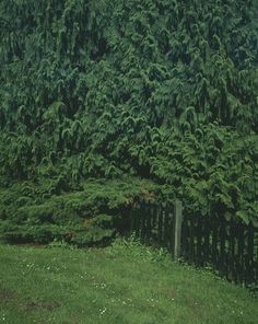 Growth. - Russian Carpet: Daily inspiration, trends, mood board. Architecture, art, design, fashion, photography. #inspiration #growth #board #russian #photography #carpet #mood #garden #trees