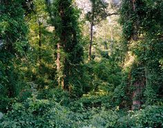 Justin James Reed, Land #photo #flak #landscape #photography #foliage