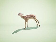 FormFiftyFive – Design inspiration from around the world » Blog Archive » Nick Meek #deer #photography #minimal