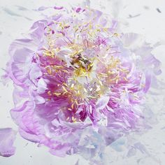 High Speed Flower Explosions by Martin Klimas | PICDIT #photos #explosion #photo #art #flower