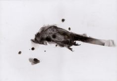 Spazuk Confronts Environmental Destruction with Soot Paintings of Birds | Hi-Fructose Magazine #cardinal #soot #bird #dead #drawing
