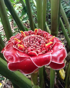 Etlingera Flower Picture