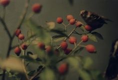 The Collective Loop: Debbie Carlos Human Nature Collection #berries #carlos #bird #photography #debbie