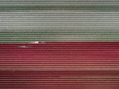 The Tulip Series: The Netherlands From Above by Tom Hegen