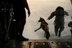 War Dog - An FP Photo Essay By Rebecca Frankel | Foreign Policy #war #dog