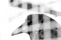 raven | Flickr - Photo Sharing! #photography #nikon #animals #bestphoto #raven
