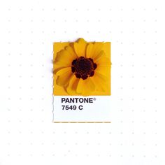 Graphic Designer Inka Mathew Matches Everday Objects to Pantone Colors