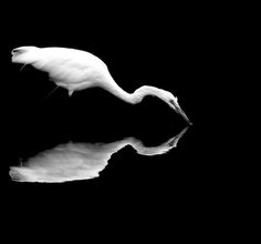 Slices of Silence on Photography Served #swan #photography #bw
