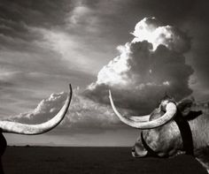 Los toros #clouds #white #black #landscape #photography #horns #bulls #and #animals