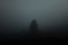 023 on the Behance Network #mist #photography #fog #tree