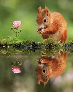 Julian Rad Captures Fabulous Photos of the European Red Squirrel