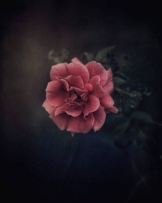 Beautiful rose by Debby Yao