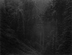 Sally Mann #white #black #photography #and #forest