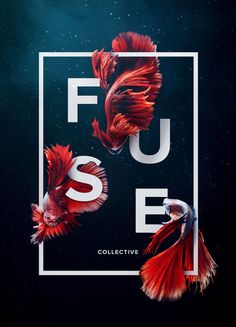 Fuse Collective