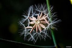 Photography by Chang Tao-Tzu | Professional Photography Blog #inspiration #photography