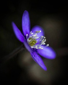 #splendid_flowers: Beautiful Flowers Photography by Hege Odegard