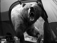 MichioÂ Hoshino,Â a photographer known for his pictures of bears and other wildlife, was mauled to death by a brown bear on the Kamchatka Pe #bear #alaska #animal #michiohoshino
