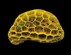 Microscopic Nature6 #micro
