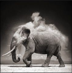 Black and White Animal Photography by Nick Brandt » Creative Photography Blog #white #black #photography #and #animal