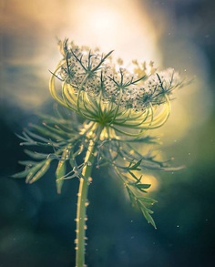 #splendid_flowers: Fantastic Flowers Photography by Elena Shavlovska