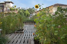 Piuarch Studio Has Converted its Rooftop into a Permanent Vegetable Garden