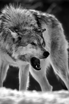 If I could be an animal, I would definitely be a wolf! ❤ #wolf