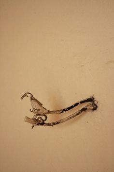 El pájaro junco - numanhoid #photography #zagora #numanhoid #brbara