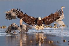 The Winners of the 2016 Audubon Photography Contest