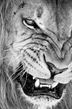 3NI4FG.jpg (475×715) #lion #snarling