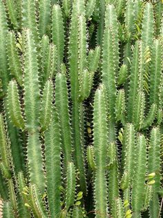 Every reform movement has a lunatic fringe #cacti #plants
