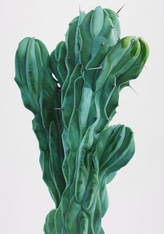 Kwang-ho Lee: Touch - Fontanel - Online Design Magazine #touch #cactus #painting