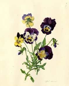 botanical illustration
