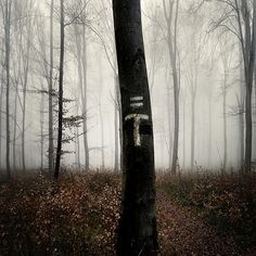 a forest on the Behance Network #trees