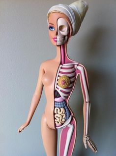 Barbie Gets Dissected, Reveals Her Anatomy DesignTAXI.com #model #jason #anatomy #freeny #barbie