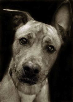 tumblr_lyvzreP2WM1qcjadfo1_1280.jpg (600×833) #shelter #me #portait #sad #animal #adopt #dog