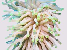 giant anemone - http://exercicedestyle.tumblr.com/ #color #photography #anemome