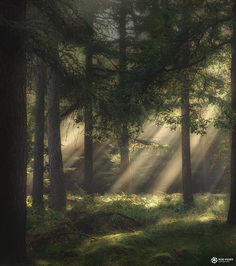 Mystical and Fine Art Forest Photography by Rob Visser