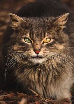 Gabriel Khiterer Captures Majestic Portraits of Stray Cats
