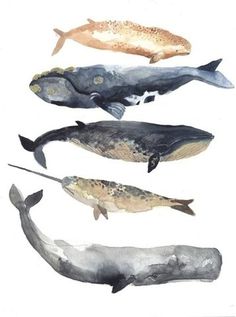 Whales watercolor #illustration #watercolor #whales