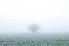 MIST on Photography Served #field #fog #tree