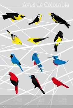 I love monday #birds #illustration #poster #colombia