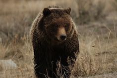 DETHJUNKIE* #grizzly #bear