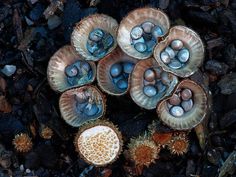 World Of Australian Mushrooms Photography by Steve Axford #nature photography #Mushroom photos #macro photography