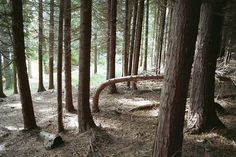 Richard Murray — Digital Designer #bendy #curve #tree #woods #maverick #trees