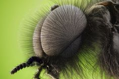 Nikon Small World Photomicrography Competition - The Big Picture - Boston.com #insect #photography
