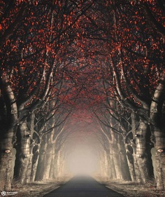 Mystical and Fine Art Forest Photography by Rob Visser