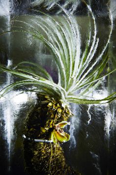 azuma-makoto-iced-flowers-designboom04 #ice